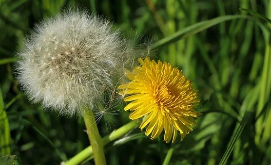 Dandelion & PUPPP Pregnancy Rash